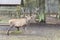 Deer - Bialowieski National Park.