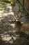 Deer in Bialowieza National Park