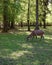 Deer at Bialowieza National Park in Poland