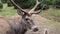 Deer with big horns in the autumn forest of wild animals. The natural habitat of cattle. Headshot of a massive animal