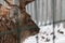 A deer with big horns close-up, brown warm wool. Big head in winter close-up in the aviary.