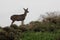 Deer at Bodega Marine Laboratory (