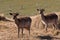 Deer breeding