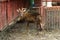 Deer with broken antlers in the zoo corral