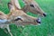 Deer (brow-antlered)