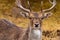 Deer brown noble animal portrait horned wild close-up cute