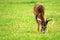 Deer (BUCK) grazing in Cades Cove