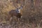 Deer/buck raises leg to warn intruder