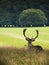 Deer Buck sitting against countryside backdrop