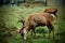 Deer in Bushy Park London