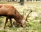 Deer in Bushy Park London