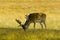 Deer in Bushy park, UK