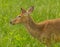 Deer Cade's Cove Great Smoky Mountain National Park