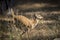 Deer calf running