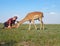 Deer came very close to the girl and she is happy