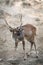 Deer (Cervinae) close-up