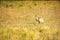 Deer or chamois in the meadow. chamois at Thung kamang naturer park. Phu Khiao - Wildlife Sanctuary, Chaiyaphum Thailand