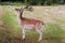 The deer chews the leaves in a clearing near De Haar Castle in the Netherlands