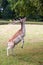 The deer chews the leaves in a clearing near De Haar Castle in the Netherlands