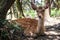 Deer chilling in the shade, Nara, Kansai, Japan