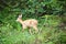 Deer in a clearing in front of the forest looking at the viewer. Wildlife observed in Sweden. Recording from nature of a mammal