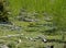 Deer in a clearing in a young deciduous forest