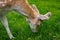 Deer close-up in the De Haar Castle gardens