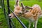 Deer close-up in the De Haar Castle gardens