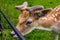 Deer close-up on the meadow of De Haar Castle