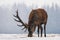 Deer close up.Single grazing adult Noble deer with big beautiful horns on snowy field on forest background.Lonely elk.