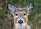 Deer closeup head portrait beautiful buck in Michigan autumn