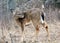 Deer closeup head portrait beautiful buck in Michigan autumn