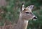 Deer closeup head portrait beautiful buck in Michigan autumn