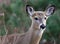 Deer closeup head portrait beautiful buck in Michigan autumn