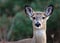 Deer closeup head portrait beautiful buck in Michigan autumn