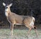 Deer closeup head portrait beautiful buck in Michigan autumn