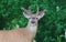 Deer closeup head portrait beautiful buck in Michigan autumn