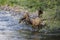 Deer in a Colorado Stream