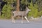 Deer crossing Road