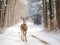 Deer Crossing Road