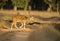 Deer crossing road in countryside