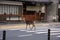 Deer crossing the street over a zebra crossing