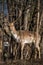 Deer dama male in nature, european wildlife animal or mammal in wild