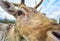 Deer deers  horns face eyes close up