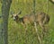 Deer with deformed antlers