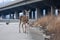 Deer on a Desolate Road