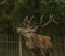 Deer and doe on green meadow in wet autumn day