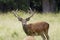 Deer in the Dolomites, Italy