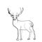 Deer drawing