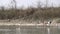 A Deer Drinking by the River and Bar Headed Geese Taking Flight